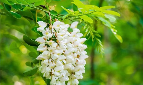 中药香草图片大全网-分享中药香草图片大全集，中药香草图片大全高清知识库